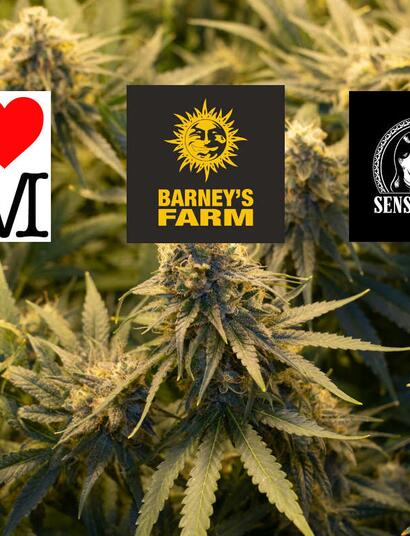 Barney's Farm, Sensi Seeds a ILGM v historické fúzi