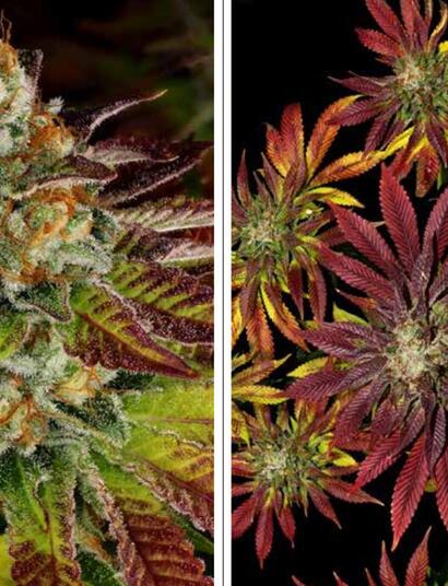 Biscotti Mintz de Barney's Farm