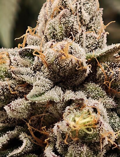 Bayern blockiert erneut Cannabis-Ausgabe