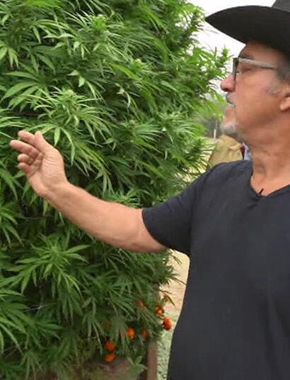 Jim Belushi : acteur et ganja farmer