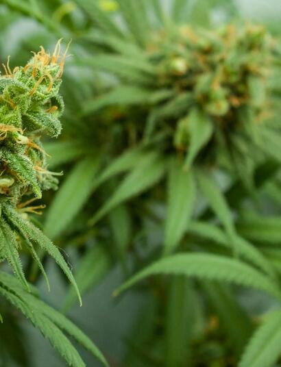 Beneficios, uso y aplicación de algas marinas el cultivo de cannabis.