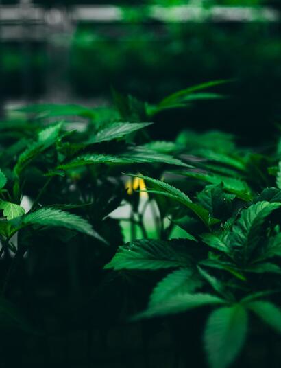 La importancia de la circulación de aire en el cultivo de marihuana.