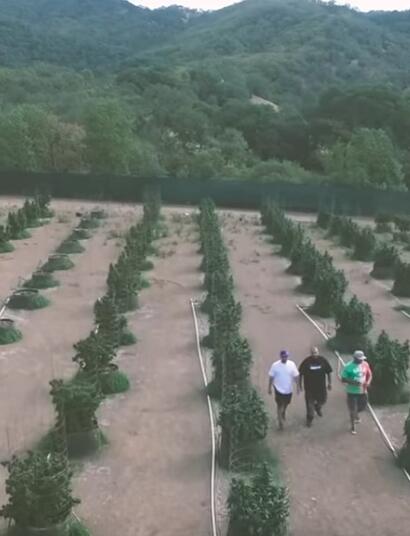 Marijuana Mania, la série documentaire de Berner