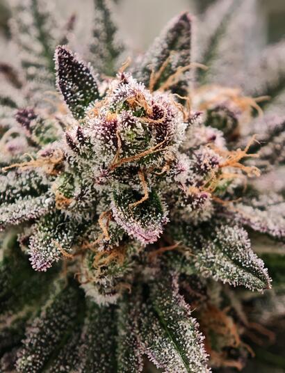 Bio oder mineralisch - Düngerwahl beim Cannabis-Grow