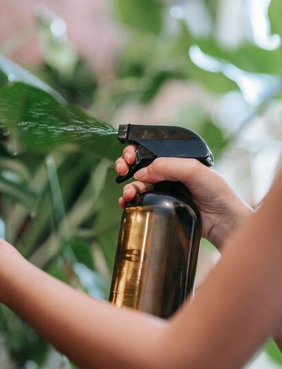 Blattdüngung bei Cannabis