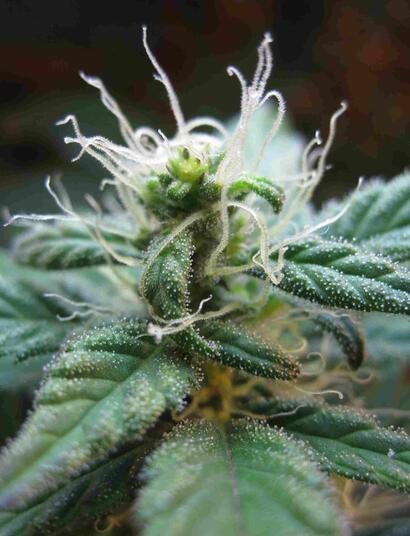 Raport z uprawy Blueberry