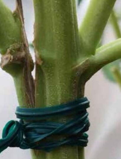 Comment réparer des branches cassées ?