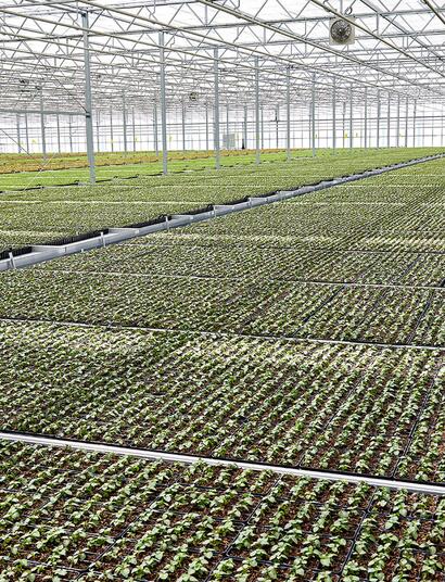 British cannabis company is purchased by the US for millions