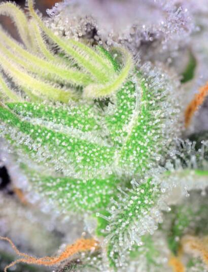 Marihuana Kush, apuntes fenotípicos