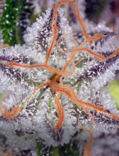 ¿Por qué cultivar orgánico?