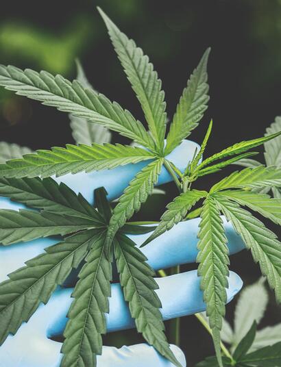Building a Budget Grow Room