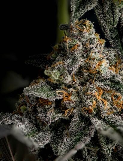 CBD: ¿Veneno metabólico contra plagas?