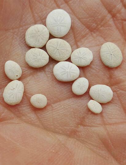 CBD gegen Meth-Sucht: Studie zeigt Wirkung auf Suchtgedächtnis