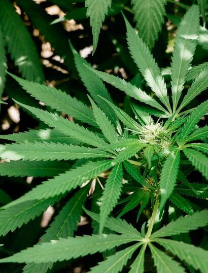 CBD