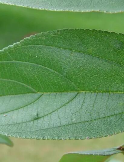 CBD auch in anderen Pflanzen als Cannabis gefunden