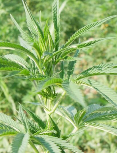 El Observatorio Europeo del Cannabis pide a los partidos la regulación inmediata del CBD