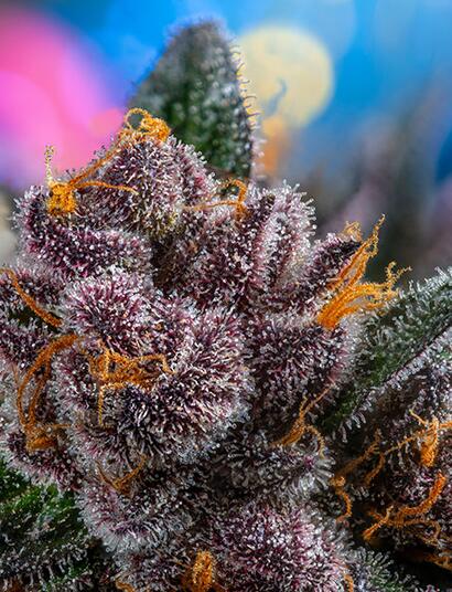 Red Strawberry Banana Auto