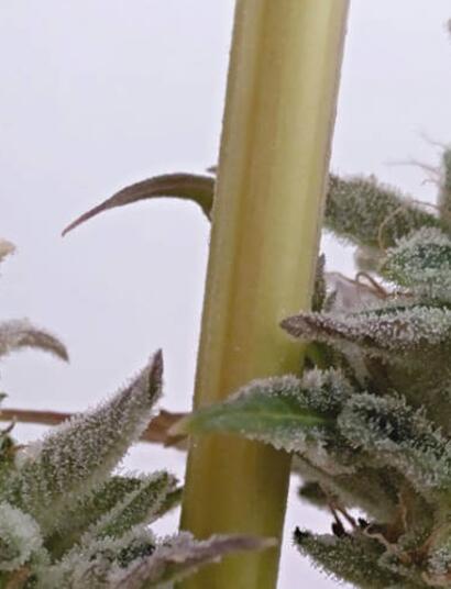 Nace la primera variedad  autofloreciente sin THC y alta en CBG