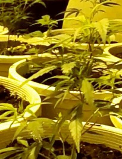 Cuidados para cambiar de maceta en el cannabis.
