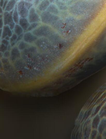 Especial variedades 2019