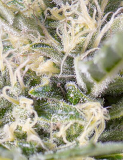 Desmenuzando la nueva Crystal Candy Auto ®