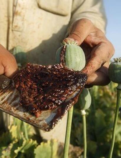 Turquía, el monopolio del opio estatal