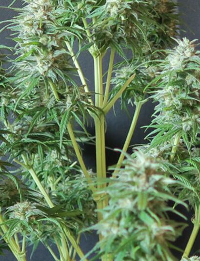 Calamity Jane: THC al contado