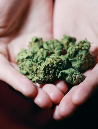 Chunks of marijuana buds holding in the hands.