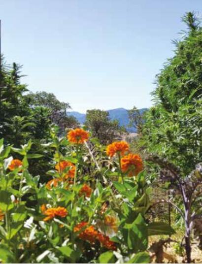 campo, doc, ig, coltivazione