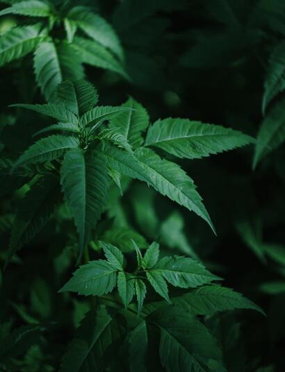 Can you Grow Cannabis Without Grow Lights