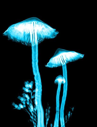 can psilocybin help treat alcohol addiction?