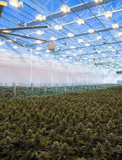  CanAdelaar, serra, coltivazione, interno, odori