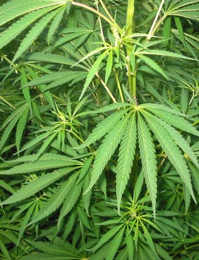 Cannabis Nutrition- Molybdenum