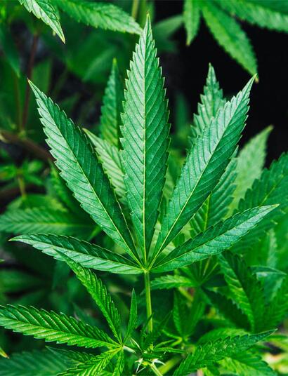 Cannabinoide und Terpene