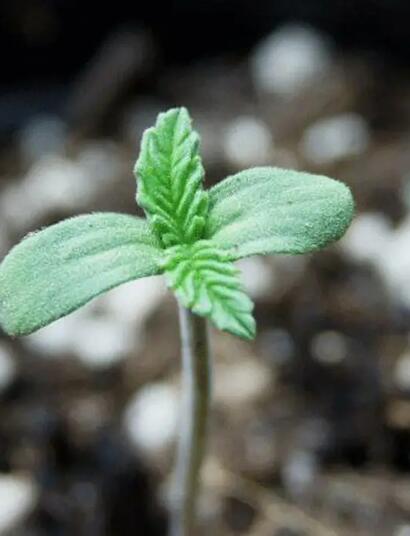 Chlor im Gießwasser: So schützt man Cannabis-Pflanzen