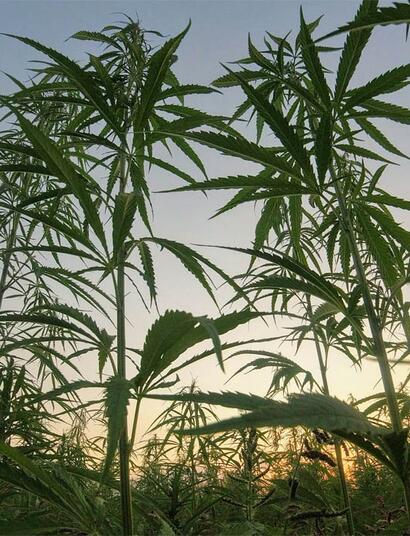 Razzia Einwanderungsbehörde Cannabisfarm Kalifornien