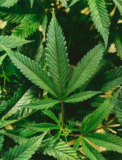 Gicht mit Cannabis behandeln? Alles über die Wirkung und warum die Kombination mit Colchicin lebensgefährlich sein kann. 