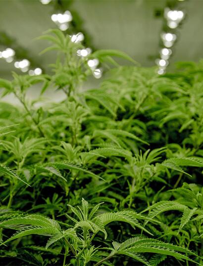Viele Länder bauen ihre eigenen Industrien für medizinisches Cannabis auf, die meisten von ihnen für den Exportsektor.