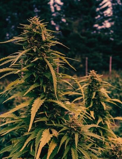 Cannabis Harvest Report