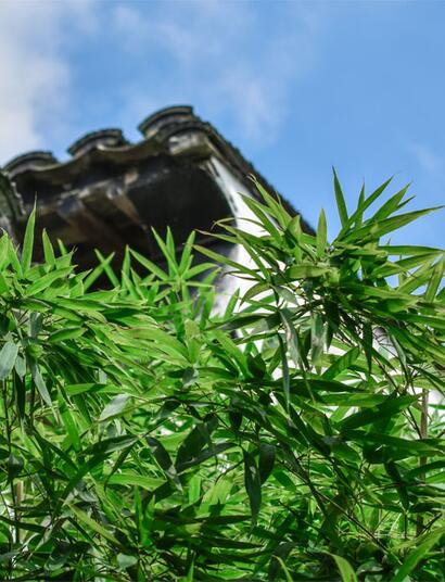 Wie verbreitet ist der Heimanbau von Cannabis in Deutschland?
