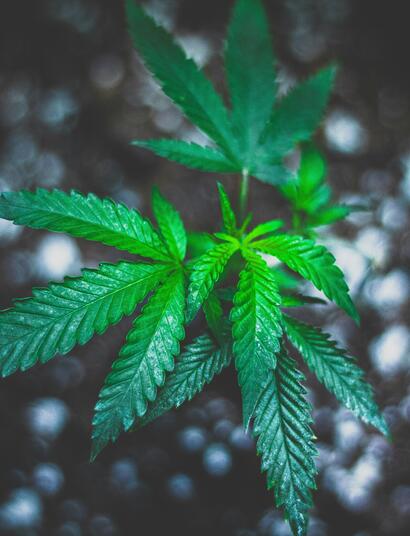 Cannabis Nutrients, Fast or Slow Release