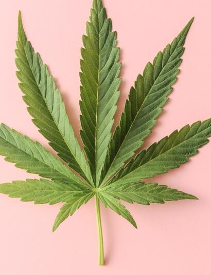 Cannabis SCROG and What to Know Before Planting