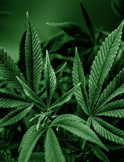 Studien haben nach der Legalisierung von Cannabis für Erwachsene keinen Anstieg des Konsums bei Jugendlichen festgestellt.