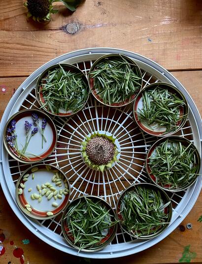 Cannabis and adaptogenic herbs, a powerful combination