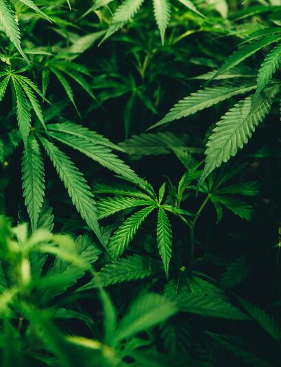 Cannabis for ADHD