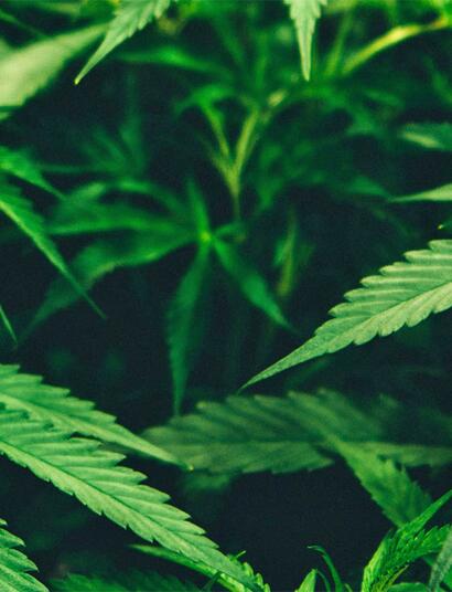 Wie lange bleibt THC im Blut, Urin und Speichel nachweisbar? Alles zu Abbauzeiten, Drogentests und den aktuellen Grenzwerten.