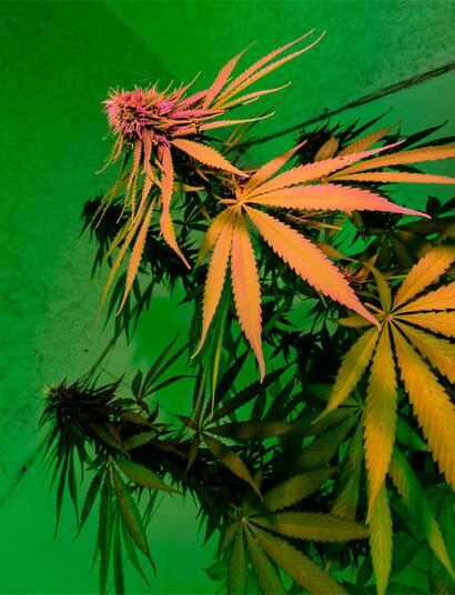 Blätter verfärbt? Erfahre, wie du Nährstoffmangel, Wurzelfäule und Schädlinge bei Cannabis erkennst und behebst.