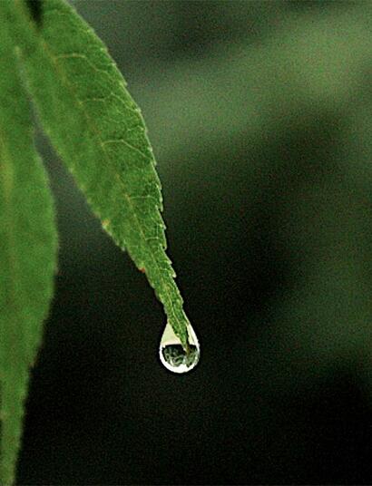 Warum der pH-Wert über den Ertrag beim Cannabis-Anbau entscheidet. Tipps zum Messen, Anpassen und Optimieren.