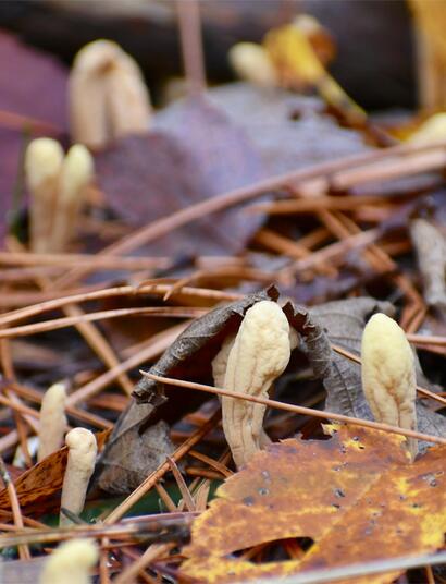 Wie wirken Cannabis und Adaptogene