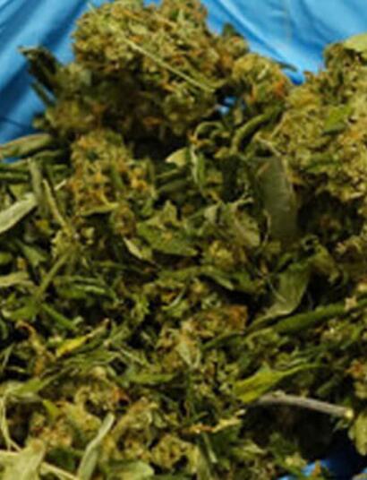 Cannabis News Deutschland, Schweiz und Österreich